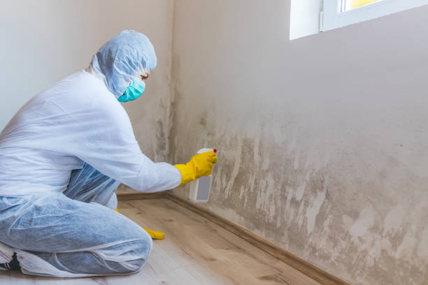 Licensed Commercial Mold Remediation service in Richardsville, VA - WQB Mold Removal
